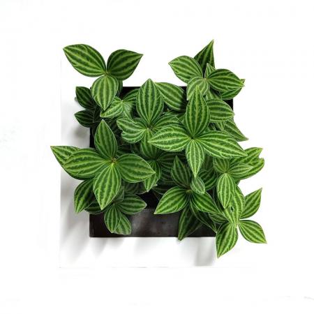 生花 直送 壁掛け観葉植物 ミドリエ フレーム ホワイト u1 配送地域により送料加算あり 通販 はなどんやアソシエ