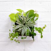 生花/直送】壁掛け観葉植物 ミドリエ フレーム(ホワイト-20S2)※配送