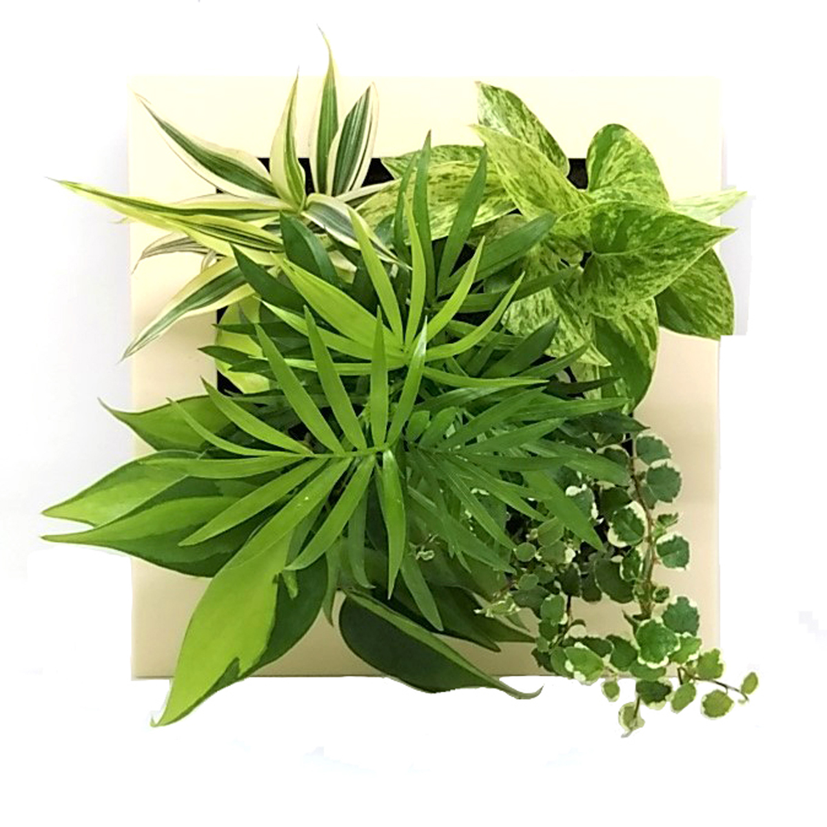 生花/直送】壁掛け観葉植物 ミドリエ フレーム(アイボリーー17Y4)※配送