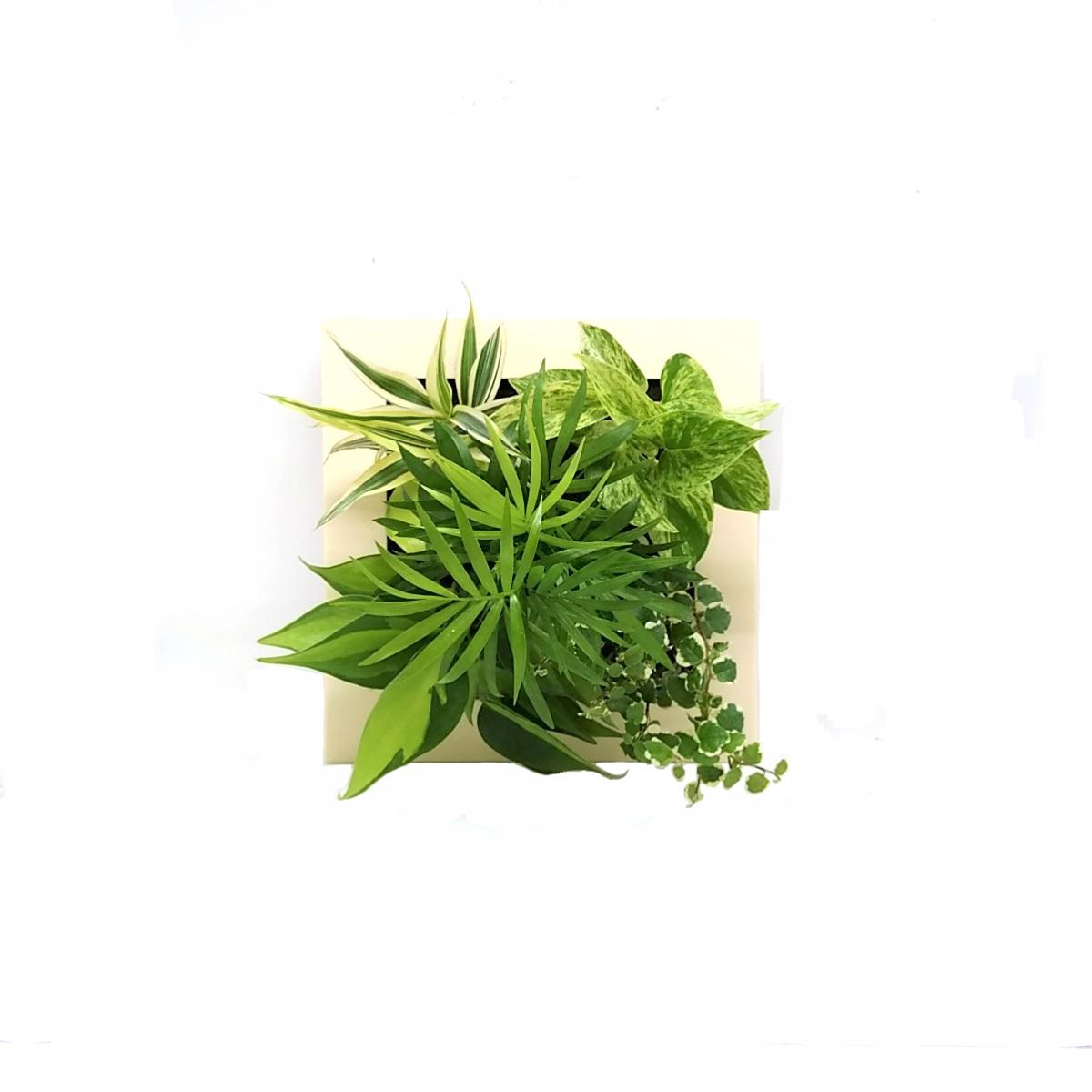 生花 直送 壁掛け観葉植物 ミドリエ フレーム アイボリー 配送地域により送料加算あり 通販 はなどんやアソシエ 生花 直送 壁掛け観葉植物 ミドリエ フレーム アイボリー 配送地域により送料加算あり 通販 はなどんやアソシエ