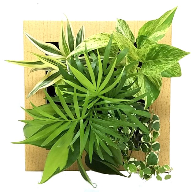 生花 直送 壁掛け観葉植物 ミドリエ フレーム 木目調ナチュラル 配送地域により送料加算あり 通販 はなどんやアソシエ 生花 直送 壁掛け観葉植物 ミドリエ フレーム 木目調ナチュラル 配送地域により送料加算あり 通販 はなどんやアソシエ
