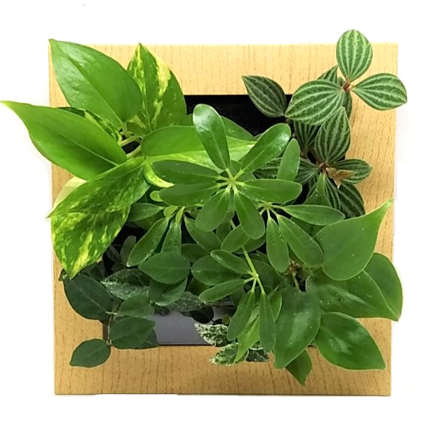 生花 直送 壁掛け観葉植物 ミドリエ フレーム 木目調ナチュラル 配送地域により送料加算あり 通販 はなどんやアソシエ