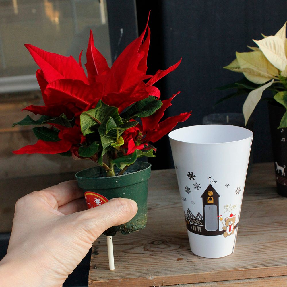 生花 直送 ミニポインセチア 2寸 色おまかせ 底面吸水 ポットカバー付 代引 同梱不可 通販 はなどんやアソシエ 生花 直送 ミニポインセチア 2寸 色おまかせ 底面吸水 ポットカバー付 代引 同梱不可 通販 はなどんやアソシエ