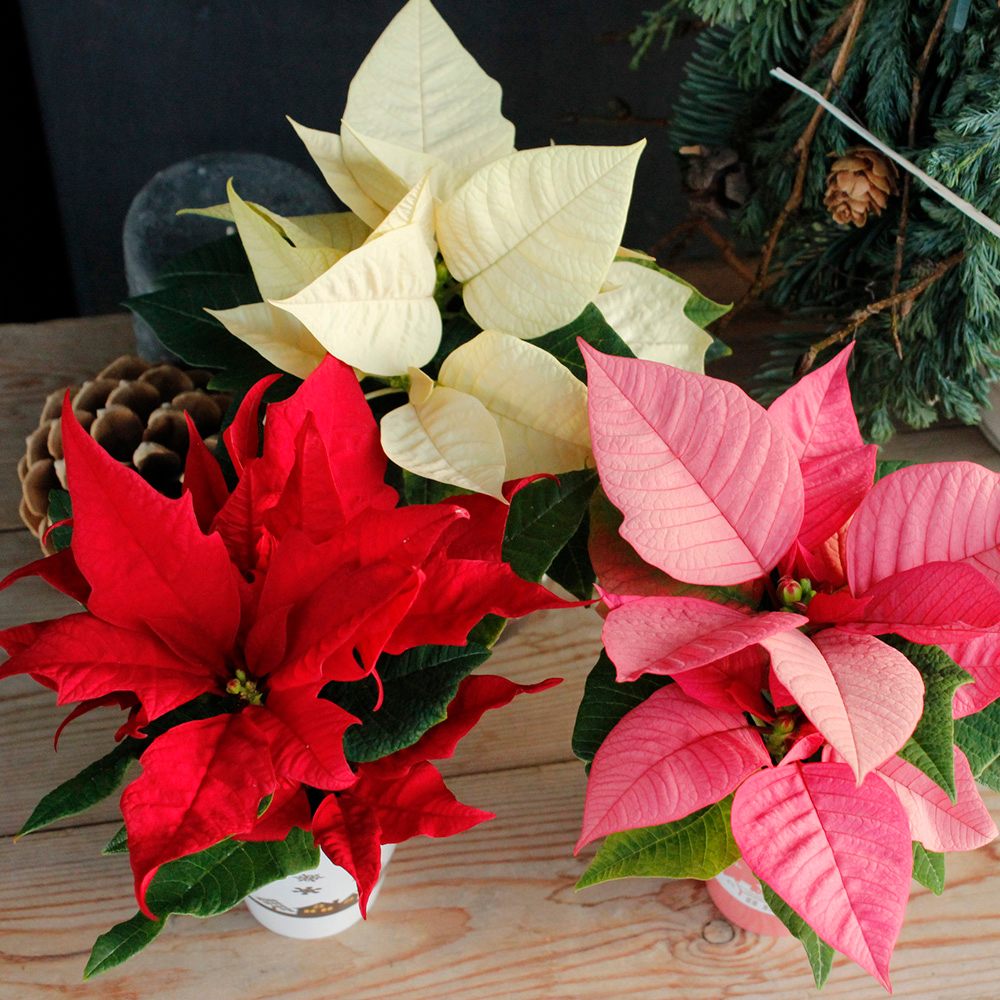 生花 直送 ミニポインセチア 2寸 色おまかせ 底面吸水 ポットカバー付 代引 同梱不可 通販 はなどんやアソシエ 生花 直送 ミニポインセチア 2寸 色おまかせ 底面吸水 ポットカバー付 代引 同梱不可 通販 はなどんやアソシエ