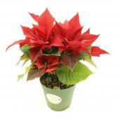 送料無料】【生花/鉢】ミニポインセチア 2.5寸(赤)※北海道・九州・沖縄