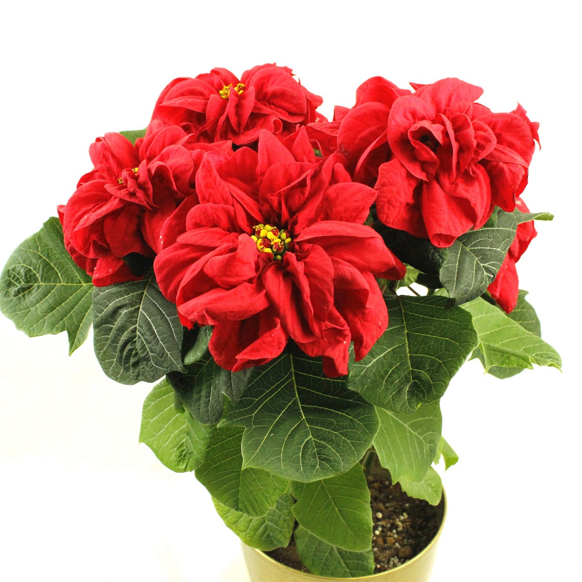 送料無料 生花 即納 ポインセチア ウインターローズダークr の鉢 5号鉢 北海道 九州 沖縄は送料加算 通販 はなどんやアソシエ 送料無料 生花 即納 ポインセチア ウインターローズダークr の鉢 5号鉢 北海道 九州 沖縄は送料加算 通販 はなどんやアソシエ