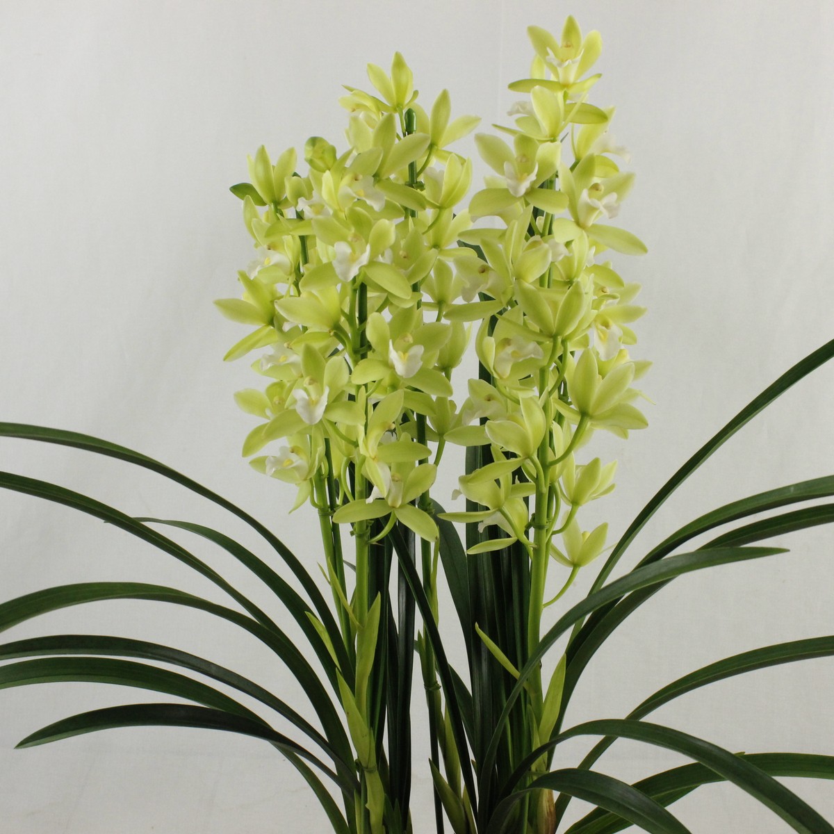 シンビジューム 珍しい色 鉢ごと発送（この値段は明日朝9時まで） 生花/鉢】テーブルシンビジューム(3本立・5寸鉢)色・品種