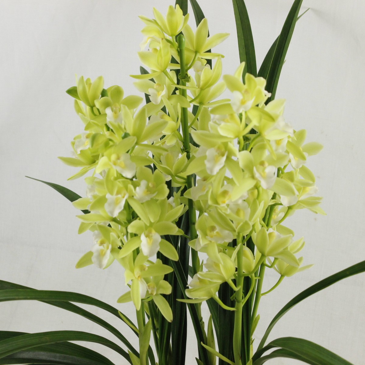 生花 予約 テーブルシンビジューム 3本立 5寸鉢 色 品種おまかせ 陶器鉢 北海道 九州 沖縄は送料加算 同梱不可 通販 はなどんやアソシエ 生花 予約 テーブルシンビジューム 3本立 5寸鉢 色 品種おまかせ 陶器鉢 北海道 九州 沖縄は送料加算 同梱不可 通販 はなどんやアソシエ