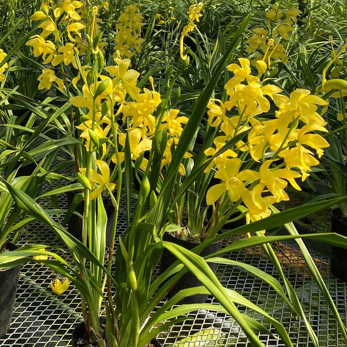 生花/鉢】テーブルシンビジューム(3本立・5寸鉢)色・品種おまかせ(陶器