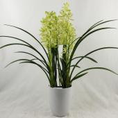 送料無料】【生花/鉢】テーブルシンビジューム(4本立ち・60〜70cm、5寸