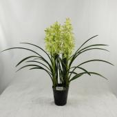 送料無料】【生花/鉢】テーブルシンビジューム(5本立ち・60〜70cm、5寸