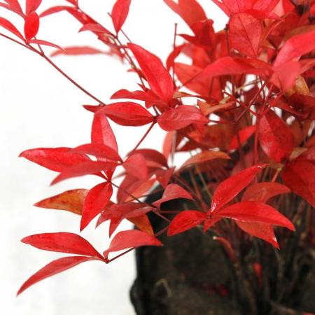 【送料無料】【生花/鉢】南天(3.5寸)※北海道・九州・沖縄は送料加算、同梱不可