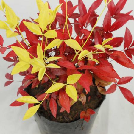 【送料無料】【生花/鉢】南天(3.5寸)白南天混じり ※北海道・九州・沖縄は送料加算、同梱不可