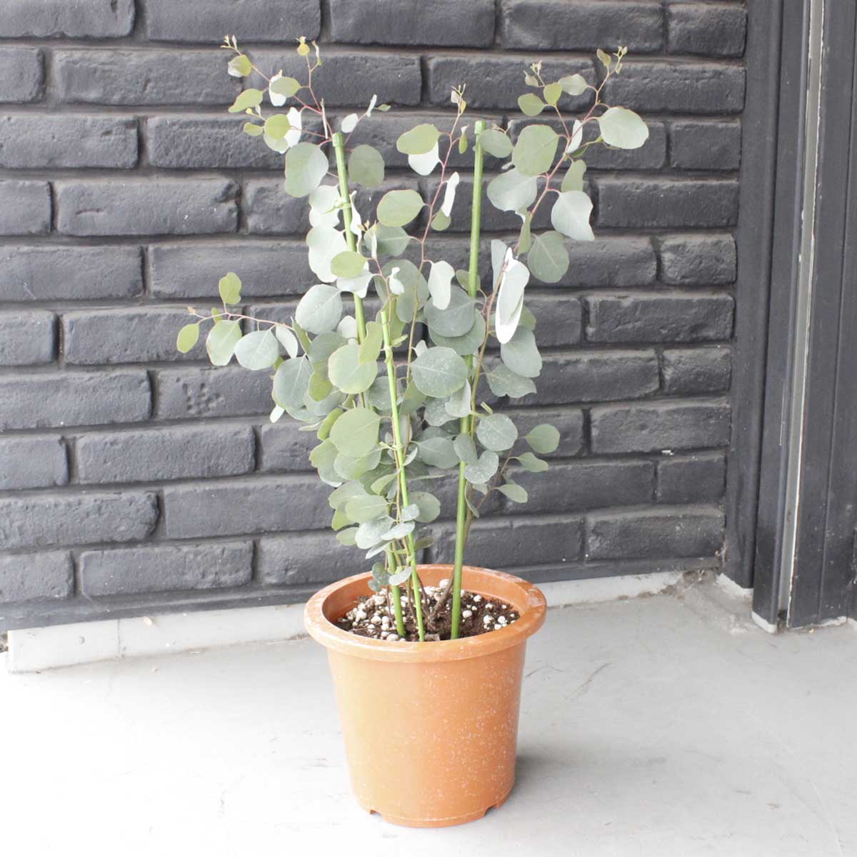 送料無料 生花 予約ot ユーカリ ポポラス 7寸鉢 北海道 九州 沖縄は別途送料加算あります 通販 はなどんやアソシエ 送料無料 生花 予約ot ユーカリ ポポラス 7寸鉢 北海道 九州 沖縄は別途送料加算あります 通販 はなどんやアソシエ