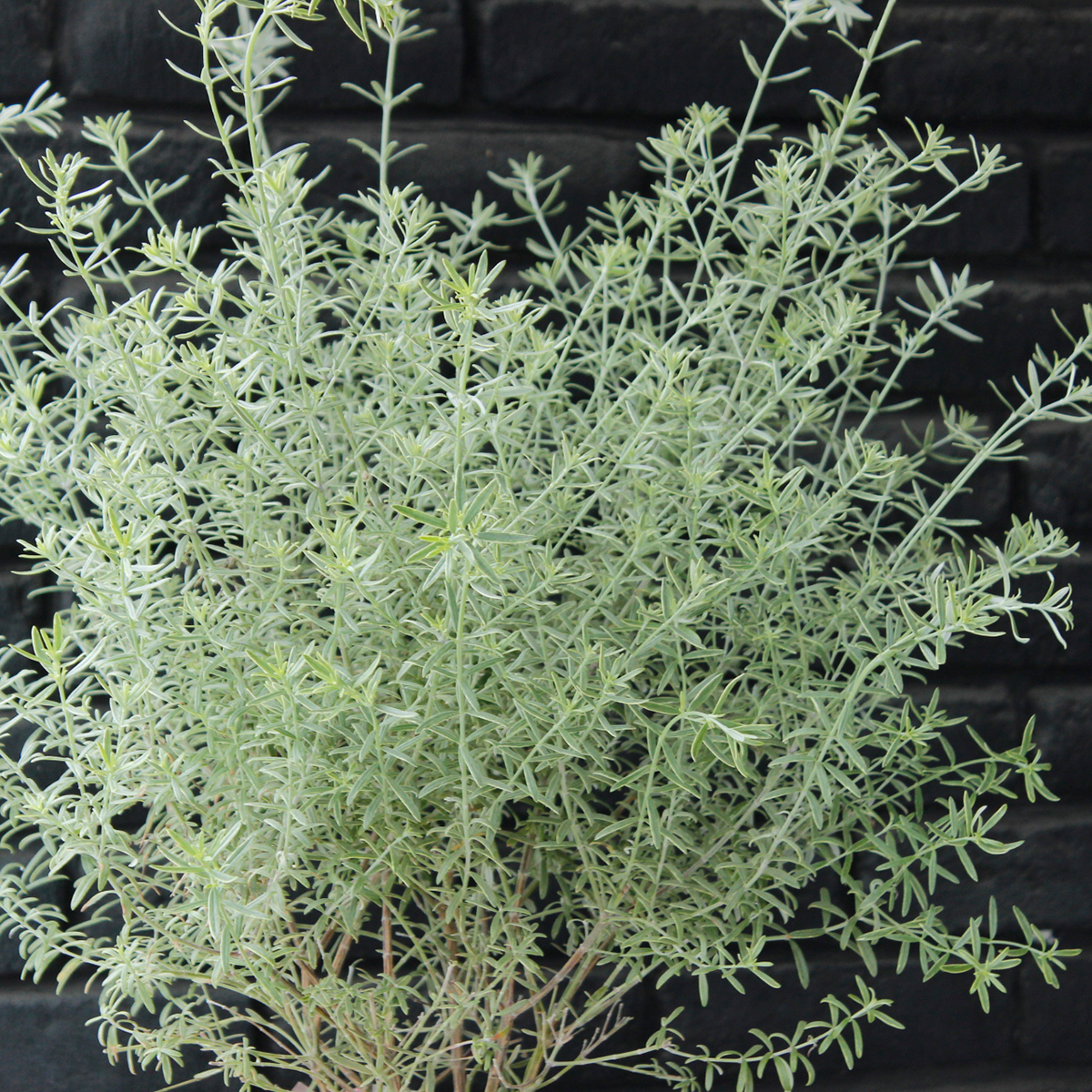 送料無料 生花 即納 オーストラリアンローズマリーウエストリンギア ライムライト 7寸鉢 送料無料 生花 即納 オーストラリアンローズマリーウエストリンギア ライムライト 7寸鉢