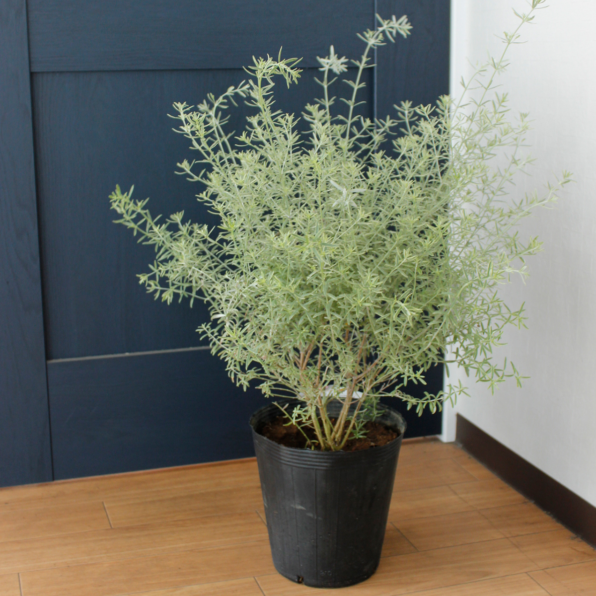 送料無料 生花 即納 オーストラリアンローズマリーウエストリンギア ライムライト 7寸鉢 送料無料 生花 即納 オーストラリアンローズマリーウエストリンギア ライムライト 7寸鉢