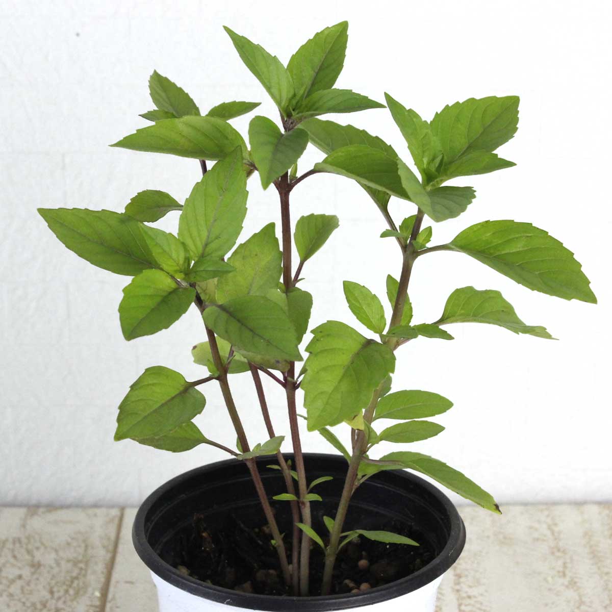 生花 即納 ハーブ苗 シナモンバジル 通販 はなどんやアソシエ 生花 即納 ハーブ苗 シナモンバジル 通販 はなどんやアソシエ