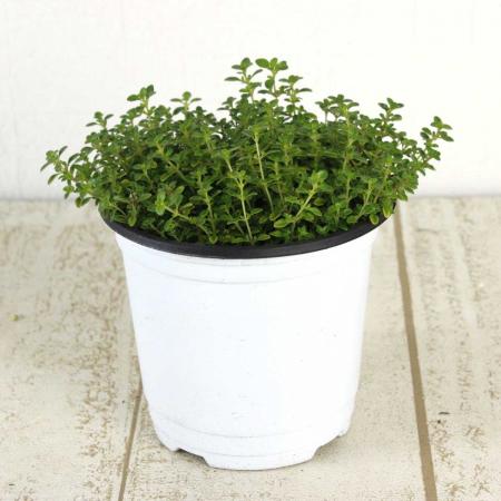 【生花/即納】ハーブ苗 タイム ブリガリスゴールド