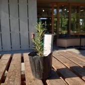 送料無料】【生花/直送】ハーブ苗 ローズマリーセイレム ※ お届け日