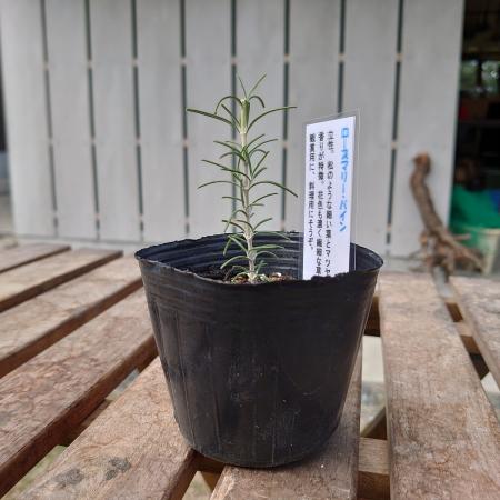 【送料無料】【生花/直送】ハーブ苗　ローズマリーパイン ※ お届け日指定不可・お届けについて商品説明を必ずご確認下さい