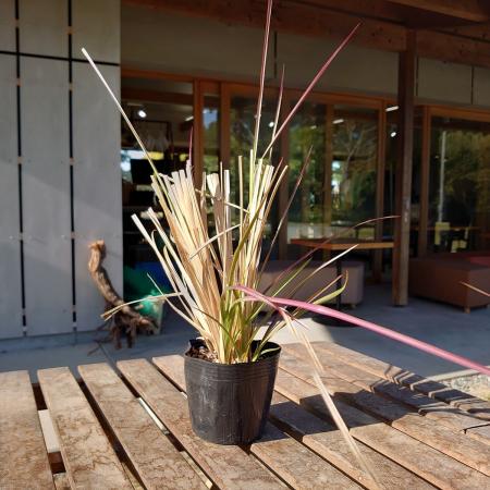 【送料無料】【生花/直送】ハーブ苗　ベチバー 4号 ※ お届け日指定不可・お届けについて商品説明を必ずご確認下さい