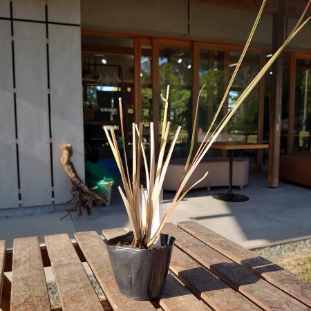 【送料無料】【生花/直送】ハーブ苗　ベチバー ※ お届け日指定不可・お届けについて商品説明を必ずご確認下さい