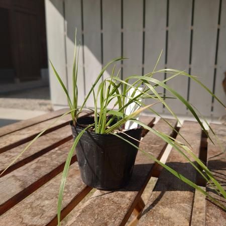 【送料無料】【生花/直送】ハーブ苗　スイートグラス ※ お届け日指定不可・お届けについて商品説明を必ずご確認下さい