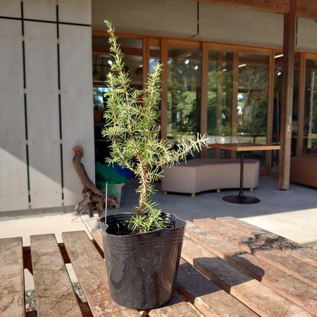 【送料無料】【生花/直送】ジェニパー雄  4号 ※ お届け日指定不可・お届けについて商品説明を必ずご確認下さい