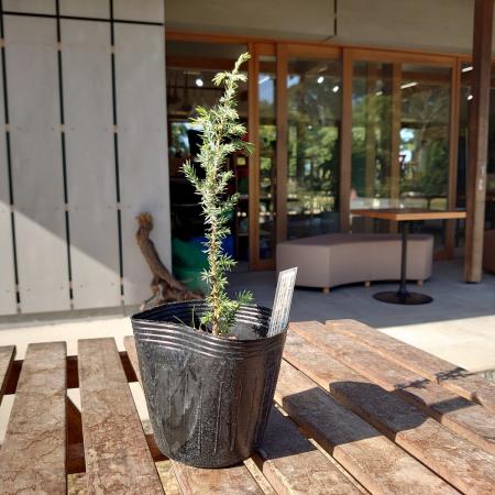 【送料無料】【生花/直送】ジェニパー雌  4号 ※ お届け日指定不可・お届けについて商品説明を必ずご確認下さい