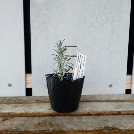 【送料無料】【生花/直送】ハーブ苗　ラベンダーインプレスパープル ※ お届け日指定不可・お届けについて商品説明を必ずご確認下さい