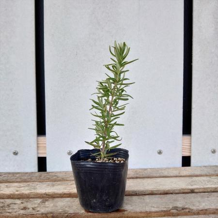 【送料無料】【生花/直送】ハーブ苗　ローズマリーレックス ※ お届け日指定不可・お届けについて商品説明を必ずご確認下さい