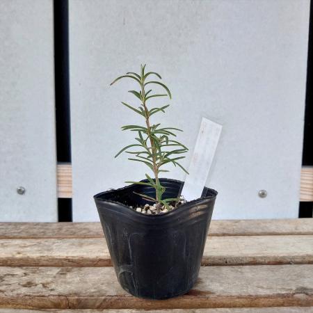 【送料無料】【生花/直送】ハーブ苗　ローズマリーロゼア ※ お届け日指定不可・お届けについて商品説明を必ずご確認下さい