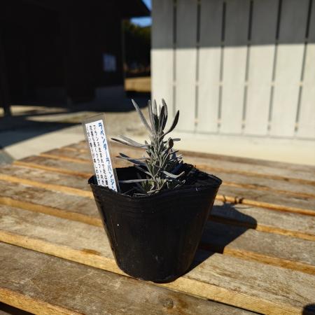 【送料無料】【生花/直送】ハーブ苗　ラベンダーグロスブルー ※ お届け日指定不可・お届けについて商品説明を必ずご確認下さい