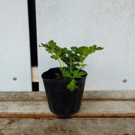 【送料無料】【生花/直送】ハーブ苗　フィーバーフュー ※ お届け日指定不可・お届けについて商品説明を必ずご確認下さい