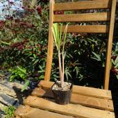 無農薬 レモングラス 抜き苗 3本  東京から発送☆ 送料無料】【生花/直送】ハーブ苗 レモングラス 3寸ポット ※ お