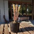 【送料無料】【生花/直送】ハーブ苗　レモングラス4号 ※ お届け日指定不可・お届けについて商品説明を必ずご確認下さい