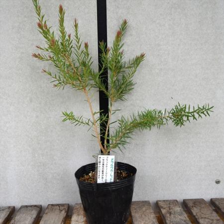 【送料無料】【生花/直送】ハーブ苗　メラルウカレッドジェム4号 ※ お届け日指定不可・お届けについて商品説明を必ずご確認下さい