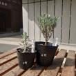 【送料無料】【生花/直送】ハーブ苗　ラベンダーグロッソ ※ お届け日指定不可・お届けについて商品説明を必ずご確認下さい