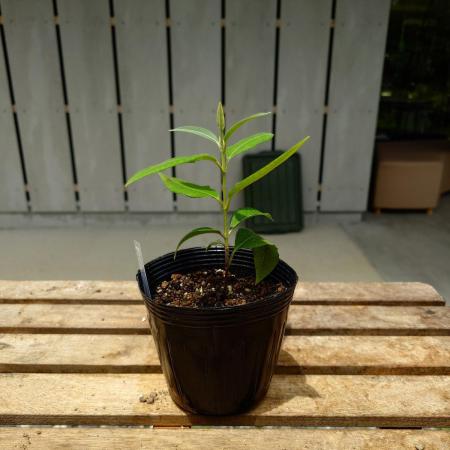 【送料無料】【生花/直送】ハーブ苗　レモンマートル 4号 ※ お届け日指定不可・お届けについて商品説明を必ずご確認下さい