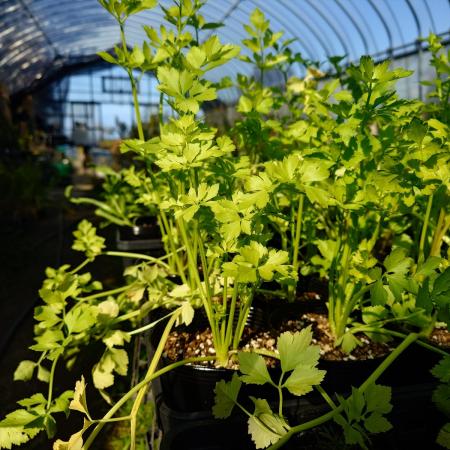 【送料無料】【生花/直送】ハーブ苗　スープセロリ4号 ※ お届け日指定不可・お届けについて商品説明を必ずご確認下さい