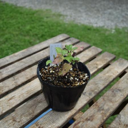 【送料無料】【生花/直送】ハーブ苗　キャットニップ4号 ※ お届け日指定不可・お届けについて商品説明を必ずご確認下さい
