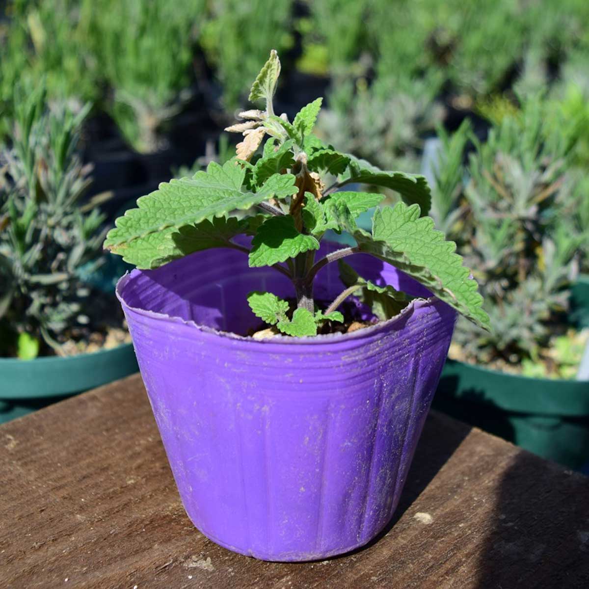 送料無料】【生花/直送】ハーブ苗 キャットニップ ※ お届け日指定不可