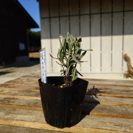 【送料無料】【生花/直送】ハーブ苗　ラベンダーアラルディ ※ お届け日指定不可・お届けについて商品説明を必ずご確認下さい