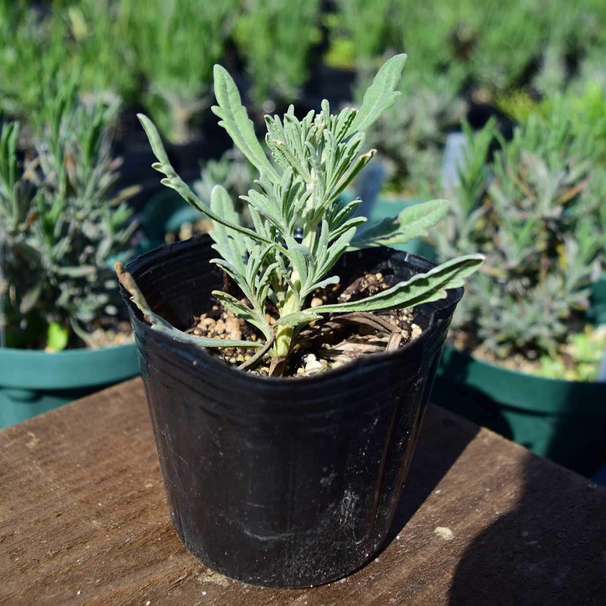 送料無料】【生花/直送】ハーブ苗 ラベンダーアラルディ ※ お