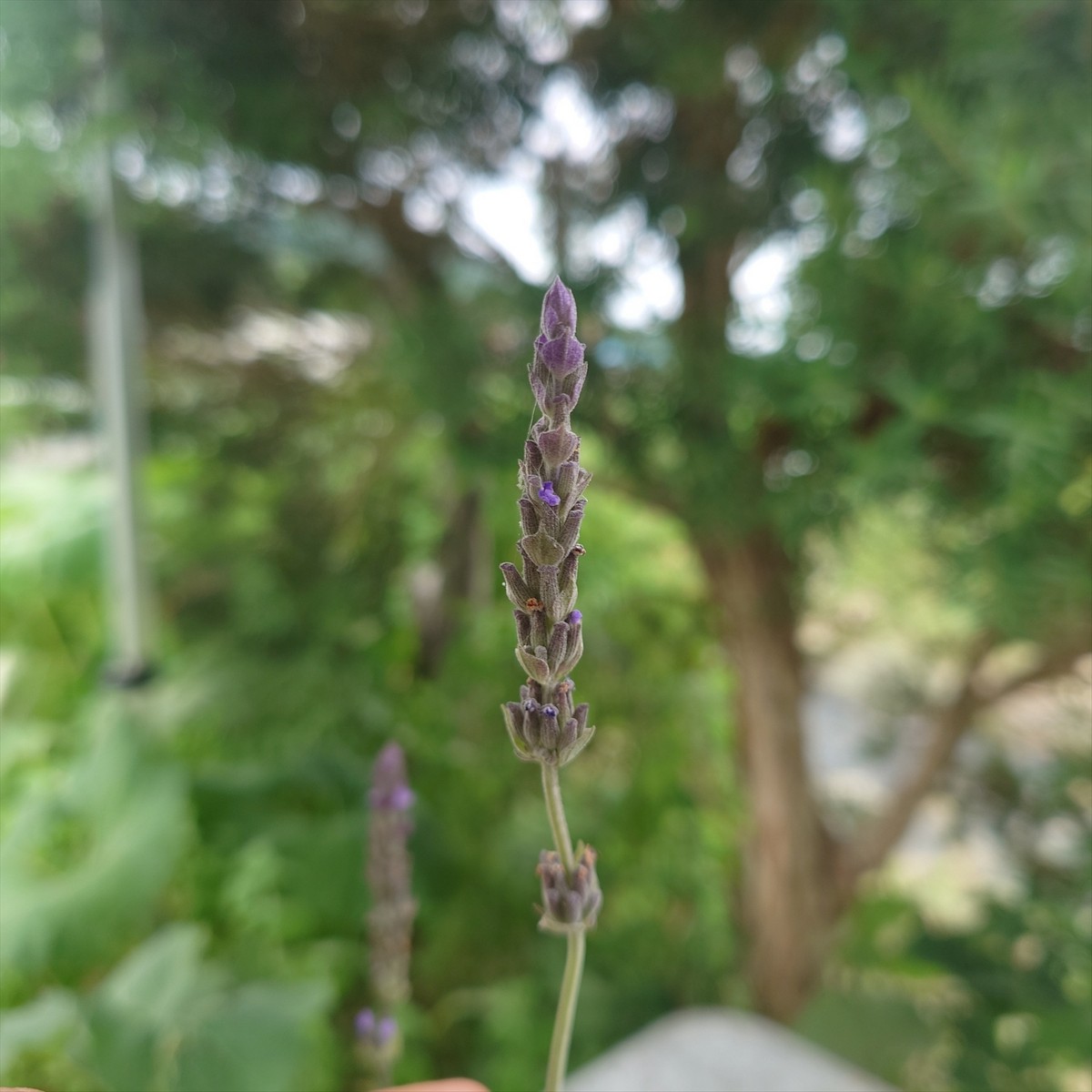 送料無料】【生花/直送】ハーブ苗 ラベンダーアラルディ ※ お