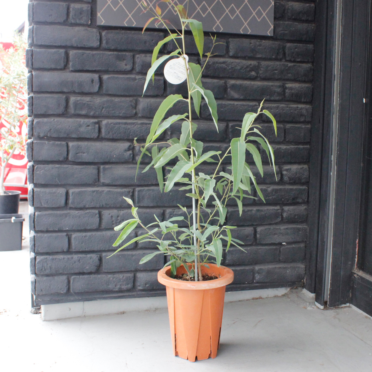 送料無料 生花 予約ot レモンユーカリ 7寸鉢 北海道 九州 沖縄は別途送料加算あります 通販 はなどんやアソシエ 送料無料 生花 予約ot レモンユーカリ 7寸鉢 北海道 九州 沖縄は別途送料加算あります 通販 はなどんやアソシエ