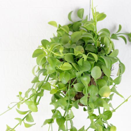 【生花/即納】ディスキディア・フォルモサナ アップルディ XS　タイ産