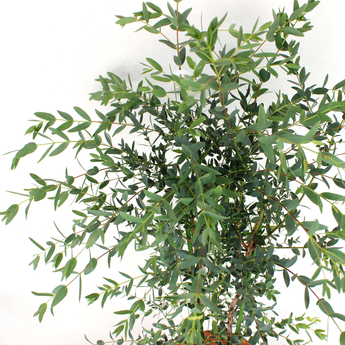 送料無料 生花 即納t ユーカリ パルブラ 7寸鉢 北海道 九州 沖縄は別途送料加算あります 通販 はなどんやアソシエ 送料無料 生花 即納t ユーカリ パルブラ 7寸鉢 北海道 九州 沖縄は別途送料加算あります 通販 はなどんやアソシエ