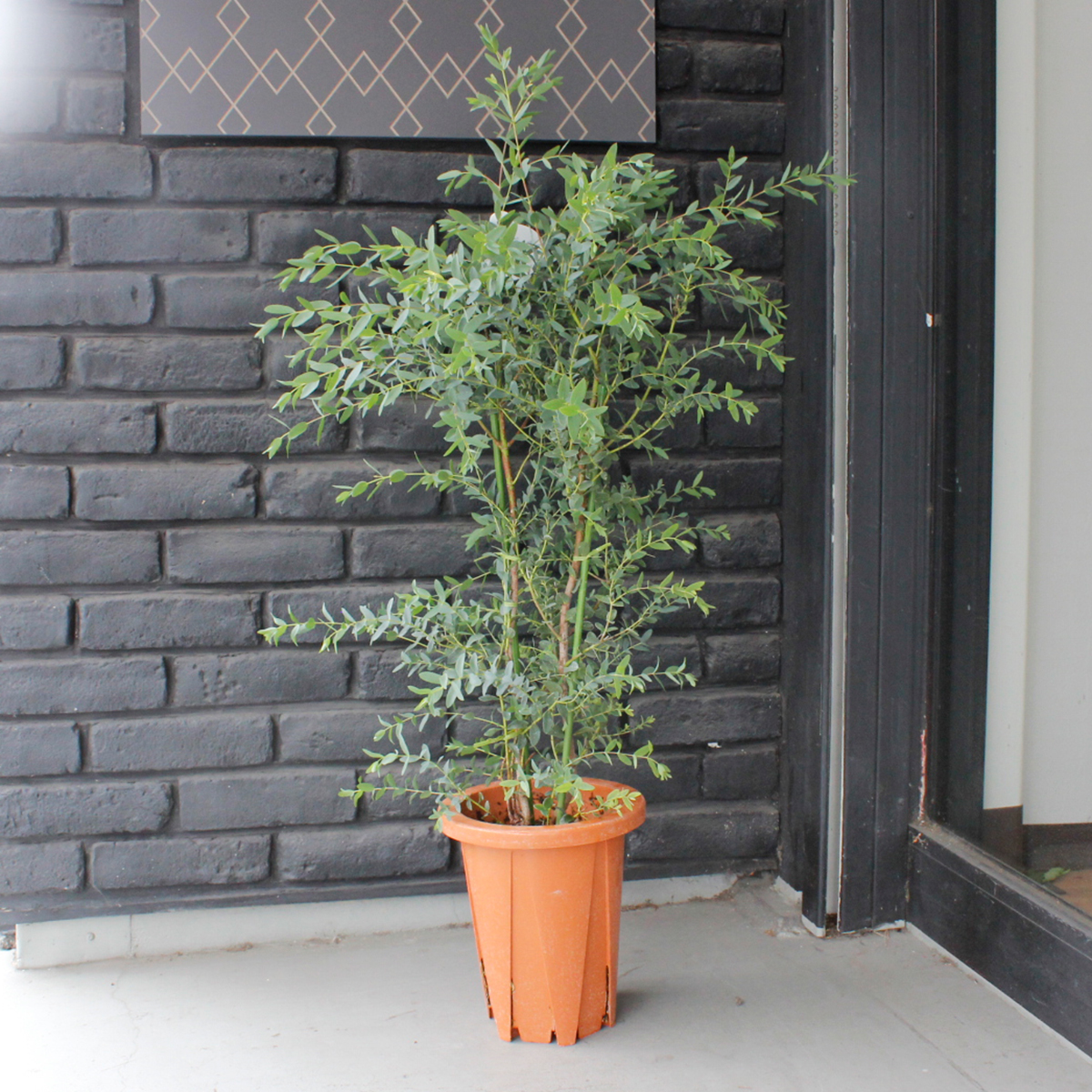 送料無料 生花 予約ot ユーカリ パルブラ 7寸鉢 北海道 九州 沖縄は別途送料加算あります 通販 はなどんやアソシエ 送料無料 生花 予約ot ユーカリ パルブラ 7寸鉢 北海道 九州 沖縄は別途送料加算あります 通販 はなどんやアソシエ