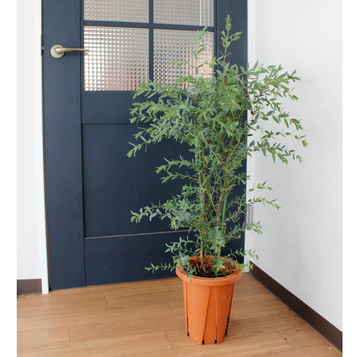 送料無料 生花 即納t ユーカリ パルブラ 7寸鉢 北海道 九州 沖縄は別途送料加算あります 通販 はなどんやアソシエ 送料無料 生花 即納t ユーカリ パルブラ 7寸鉢 北海道 九州 沖縄は別途送料加算あります 通販 はなどんやアソシエ